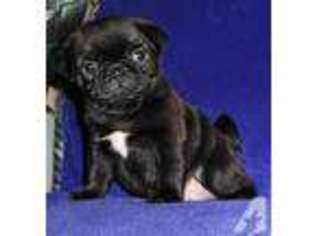 Pug Puppy for sale in DECATUR, TN, USA