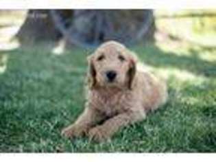 Goldendoodle Puppy for sale in Salmon, ID, USA