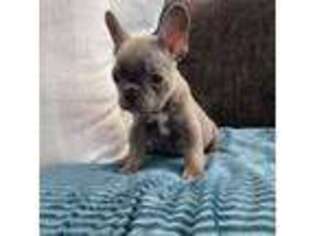 French Bulldog Puppy for sale in Springfield, MO, USA