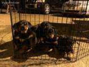 Rottweiler Puppy for sale in Ashland City, TN, USA