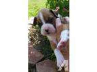 Boxer Puppy for sale in COVINA, CA, USA