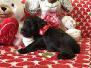 Mutt Puppy for sale in Leeds, AL, USA