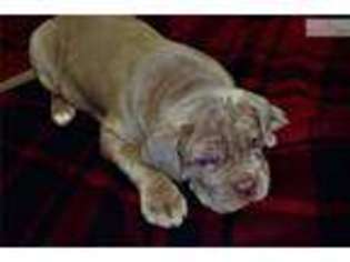 Neapolitan Mastiff Puppy for sale in Springfield, MO, USA