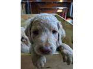 Labradoodle Puppy for sale in Belle Plaine, MN, USA