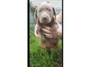 Labrador Retriever Puppy for sale in Auxvasse, MO, USA