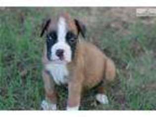 Boxer Puppy for sale in Lawton, OK, USA