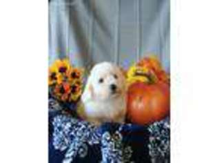 Bichon Frise Puppy for sale in Knoxville, IA, USA