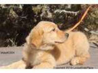 Golden Retriever Puppy for sale in Potter, NE, USA