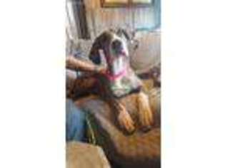 Great Dane Puppy for sale in Malvern, OH, USA