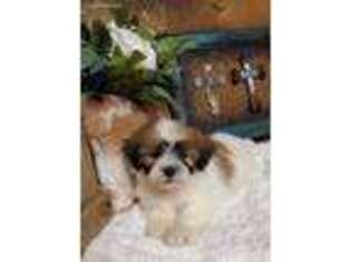 Mutt Puppy for sale in Center Ridge, AR, USA
