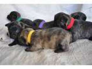 Cairn Terrier Puppy for sale in Kanosh, UT, USA