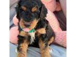 Mutt Puppy for sale in Edgemont, SD, USA