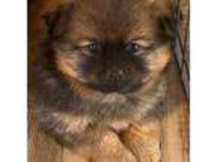 Pomeranian Puppy for sale in Hoyt, KS, USA