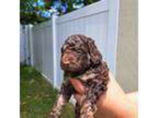 Cock-A-Poo Puppy for sale in Weston, FL, USA