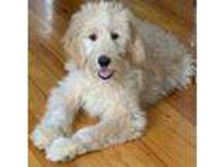 Goldendoodle Puppy for sale in Brentwood, CA, USA