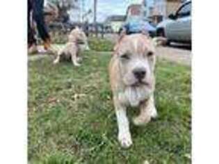 Mutt Puppy for sale in Sharon, PA, USA