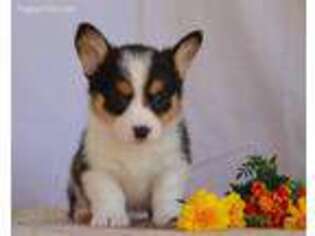 Pembroke Welsh Corgi Puppy for sale in Dunnville, KY, USA