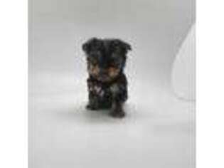 Yorkshire Terrier Puppy for sale in Terrell, TX, USA