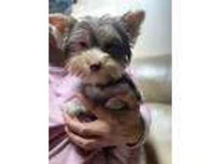 Yorkshire Terrier Puppy for sale in Orange City, FL, USA