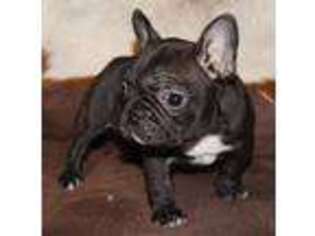 French Bulldog Puppy for sale in Wheeling, WV, USA
