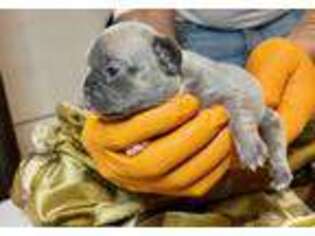 French Bulldog Puppy for sale in Orange, NJ, USA