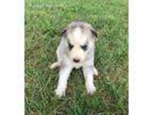 Siberian Husky Puppy for sale in Grand Rapids, MI, USA