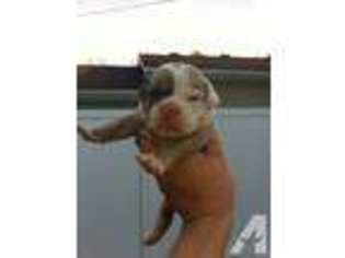 Olde English Bulldogge Puppy for sale in LAPEL, IN, USA