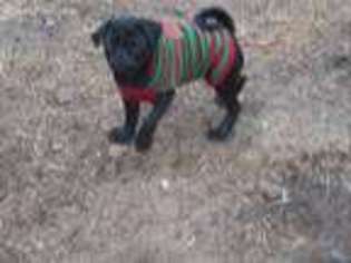 Pug Puppy for sale in Lucasville, OH, USA