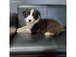 Border Collie Puppy for sale in Webster, FL, USA