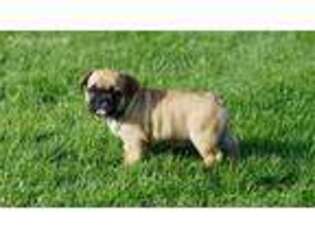 French Bulldog Puppy for sale in Mount Gilead, OH, USA