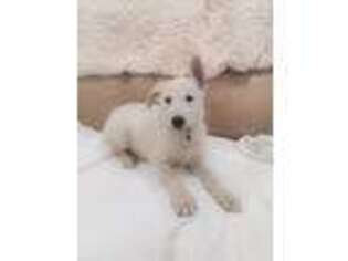 German Shepherd Dog Puppy for sale in Naples, FL, USA