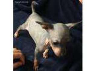 American Hairless Terrier Puppy for sale in Fallon, NV, USA
