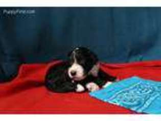 Bernese Mountain Dog Puppy for sale in Oakland, MI, USA