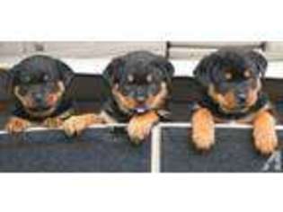 Rottweiler Puppy for sale in BROOKLYN, NY, USA