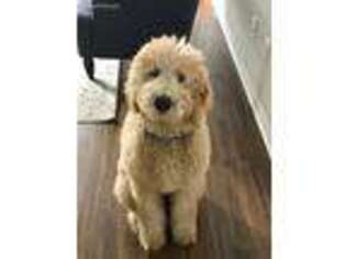 Goldendoodle Puppy for sale in Oak Creek, WI, USA