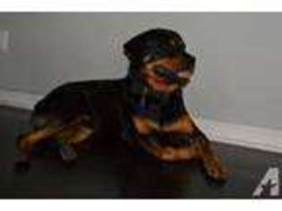 Rottweiler Puppy for sale in SANFORD, FL, USA