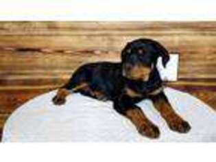 Rottweiler Puppy for sale in Ligonier, IN, USA