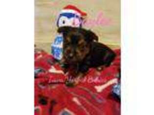 Yorkshire Terrier Puppy for sale in Radcliffe, IA, USA