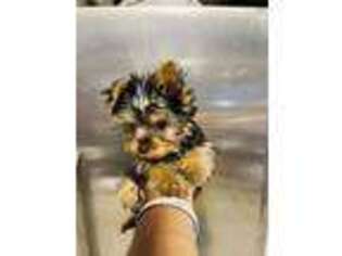 Yorkshire Terrier Puppy for sale in Yorba Linda, CA, USA