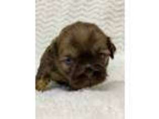 Mutt Puppy for sale in Lansing, IA, USA