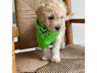 Labradoodle Puppy for sale in Lake Park, GA, USA