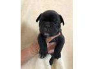 French Bulldog Puppy for sale in West Liberty, IL, USA