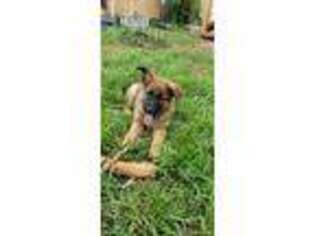 Belgian Malinois Puppy for sale in Yucaipa, CA, USA