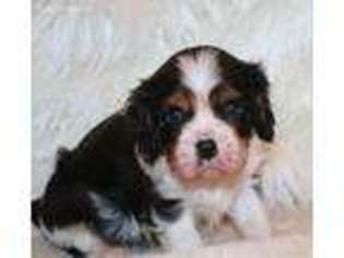 Cavalier King Charles Spaniel Puppy for sale in Washougal, WA, USA
