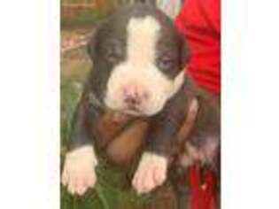 Staffordshire Bull Terrier Puppy for sale in Pensacola, FL, USA