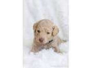 Labradoodle Puppy for sale in Newbury Park, CA, USA