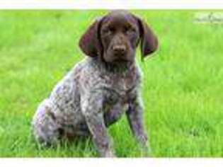 German Shorthaired Pointer Puppy for sale in Lancaster, PA, USA