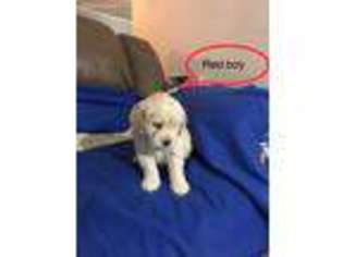 Goldendoodle Puppy for sale in Vaughn, MT, USA