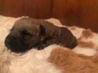 Mutt Puppy for sale in Hammond, MT, USA