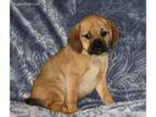 Puggle Puppy for sale in Houghton, IA, USA